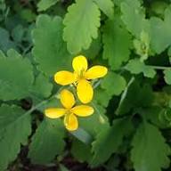 Yellow Celandine Flower Seeds – Heirloom, Non-GMO, High Germination Organic Garden Seeds