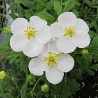 White Potentilla Flower Seeds – Heirloom, Non-GMO, High Germination Organic Garden Seeds for Planting