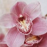 Pink Cymbidium Orchid Flower Seeds – Heirloom, Non-GMO, High Germination Organic Garden Seeds