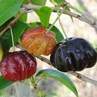 Mixed Pitanga Fruit Seeds – Heirloom, Non-GMO, High Germination Organic Garden