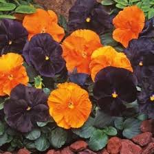 halloween mix flower seeds