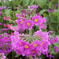 Pink Primula Candelabra Flower Seeds for Planting – Heirloom Non-GMO High Germination Organic Garden Seeds
