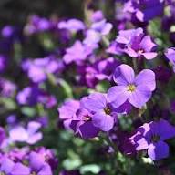 Purple Cress Flower Seeds for Planting Heirloom Non-GMO High Germination Organic Garden Seeds for Planting