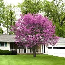 Pinke Judasbaum (Cercis Canadensis) Blumensamen – Alte Sorte, gentechnikfrei, keimstark, Bio-Gartensamen zum Pflanzen