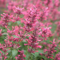 Semillas de flor de Agastache roja - Herencia, no transgénicas, alta germinación, semillas orgánicas para plantar en el jardín