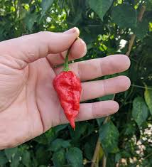 dorset naga flower seeds