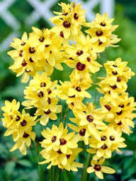 Yellow Diascia Flower Seeds for Planting – Heirloom, Non-GMO, High Germination