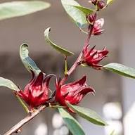 Maroon Roselle Plant Seeds for Planting – Heirloom, Non-GMO, High Germination Organic Garden Seeds