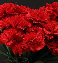 Carnation Flower Seeds Red – Heirloom, Non-GMO, High Germination Seeds for Planting