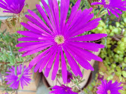 Lampranthus Roseus Flower Seeds – Heirloom, Non-GMO, High Germination Seeds