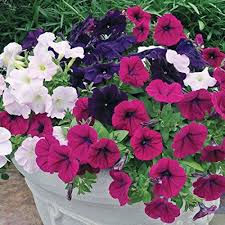 Petunia Flowers Seeds – Heirloom, Non-GMO, High Germination Organic Garden Seeds for Planting, Seeds for Planting