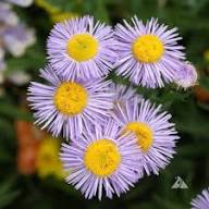 Perennial Erigeron Flower Seeds Purple – Heirloom, Non-GMO, High Germination Organic Garden Seeds for Planting