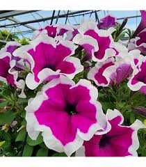 Semillas de Petunia Granate Blanca – Variedad Tradicional, No Modificadas Genéticamente, Semillas de Alta Germinación