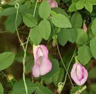 Pink Pea Flower Seeds – Heirloom, Non-GMO, High Germination Organic Garden Seeds for Planting