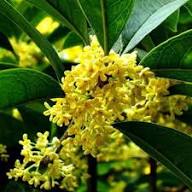 Osmanthus Flower Seeds Yellow Heirloom Non-GMO High Germination Organic Seeds