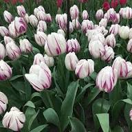 Purple White Tulip Flower Seeds for Planting – Heirloom, Non-GMO, High Germination