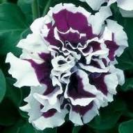 Violet White Double Petunia Flower Seeds Heirloom Non-GMO High Germination Organic Garden Seeds for Planting