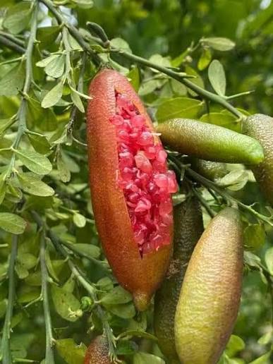 Finger Lime Planting Citrus Australasica Urban Garden Edible Landscape Flower Seeds Home