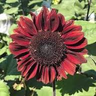 Red Sunflower Flower Seeds Heirloom Non-GMO High Germination Organic Garden Seeds for Planting