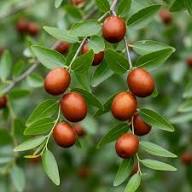 Red Ziziphus (Indian Jujube) Fruit Seeds – Heirloom Non-GMO Seeds for Home Gardening &amp; Bonsai Growing
