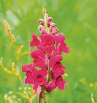 Semillas de flores de Antirrhinum Majus rosa – Semillas de jardín orgánicas de reliquia, sin OMG, de alta germinación para sembrar