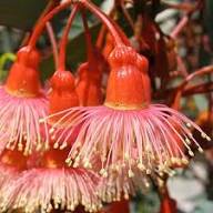 Red Eucalyptus Torquata Flowers Seeds – Heirloom Non-GMO High Germination Organic Garden Seeds for Planting
