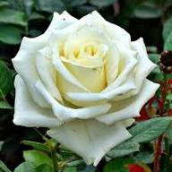 White Rose Flower Seeds – Heirloom Non-GMO Organic Garden Seeds