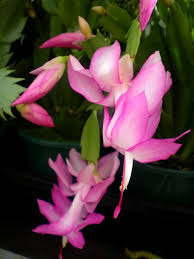 Pink Zygocactus Flower Seeds – Heirloom, Non-GMO, High Germination Organic Garden Seeds for Planting Seeds for Planting