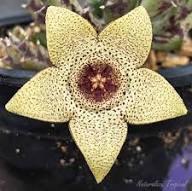 Yellow Brown Stapelia Flower Seeds Heirloom Non-GMO High Germination Organic Garden Seeds for Planting