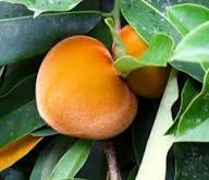 Orange Diospyros Seeds for Planting – Heirloom Non-GMO High Germination Organic Garden Seeds