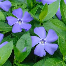 vincablueimportedheirloomnongmohighgerminationorganicgarden flower seeds