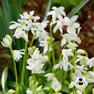 White Scilla Siberica Flower Seeds Heirloom Non-GMO High Germination Organic Garden Seeds for Planting