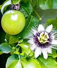Purple Passiflora Seeds Heirloom Non-GMO High Germination Organic Garden Seeds