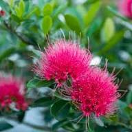 Pink Trifolium Alpestre Flower Seeds – Heirloom, Non-GMO, High Germination Organic Seeds
