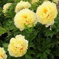 Yellow Paeonia Flower Seeds Heirloom Non-GMO High Germination Organic Seeds