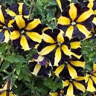 Yellow Black Petunia Flower Seeds – Heirloom, Non-GMO, High Germination Organic Garden Seeds for Planting