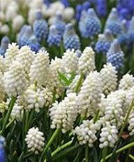 Weiße Muscari Macrocarpum Blumensamen – Alte Sorte, gentechnikfrei, keimstarke Bio-Gartensamen zum Pflanzen