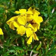 Yellow Erysimum Cheiri Flower Seeds – Heirloom Non-GMO High Germination Organic Seeds