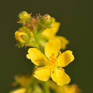 Yellow Agrimony Flower Seeds – Heirloom, Non-GMO, High Germination