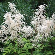 Semillas de flores Aruncus Dioicus blancas Semillas orgánicas de alta germinación, reliquia, sin OMG para jardín