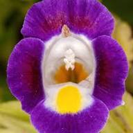 Semillas de torenia de flores púrpuras y amarillas – Herencia, sin OGM, semillas orgánicas de alta germinación