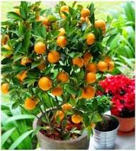 Orange Eberesche Sorbus Sibirica Samen zum Pflanzen – Alte Sorte gentechnikfrei hohe Keimfähigkeit Bio-Gartensamen