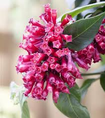 Pink Cestrum Nocturnum Flower Seeds Heirloom Non-GMO High Germination Organic Garden Seeds for Planting