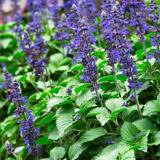 Deep Purple Salvia Flower Seeds Heirloom Non-GMO High Germination Organic Garden Seeds for Planting
