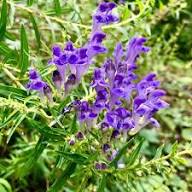 Scutellaria Baicalensis Flower Seeds for Planting – Heirloom, Non-GMO, High Germination Organic Garden Seeds