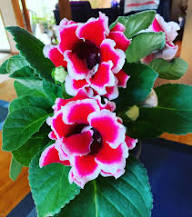 Gloxinia Flower Seeds Red White – Heirloom, Non-GMO, High Germination Organic Garden Seeds