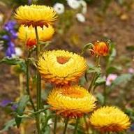 Yellow Helichrysum Flower Seeds – Heirloom Non-GMO High Germination Organic Garden Seeds