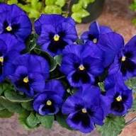 Purple Viola Flower Seeds – Heirloom Non-GMO High Germination Organic Garden Seeds