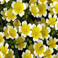 Limnanthes Flower Seeds White Yellow – Heirloom Non-GMO High Germination