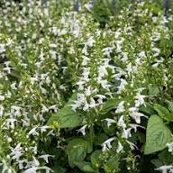 White Salvia Flower Seeds Heirloom Non-GMO High Germination Organic Garden Seeds for Planting